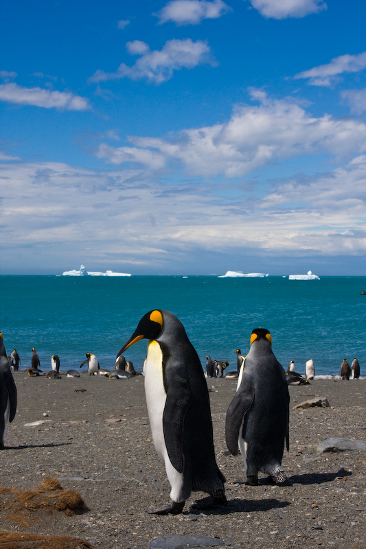 King Penguins On Beach